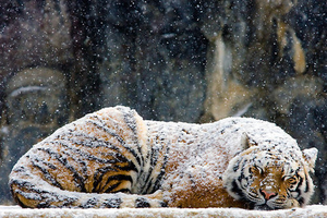ID: an image of a large tiger curled up and taking a nap in the snow. the tiger is covered in a light layer of snow. above it, snow falls lazily. END ID